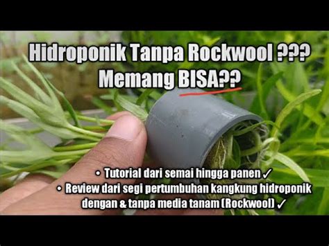 Tutorial Menanam Kangkung Hidroponik Tanpa Media Tanam Rockwool Dari