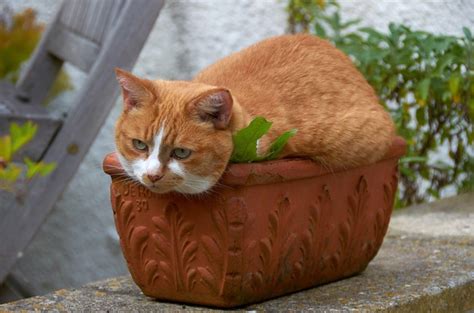 30 Adorable Photos Of Cats Who Turned Into Loaves Of Bread I Present