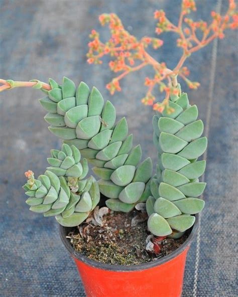 Crassula Moonglow Succulent Succulents Cacti And Succulents Planting Succulents