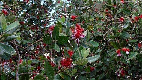 Как цветет фейхоа (102 фото)