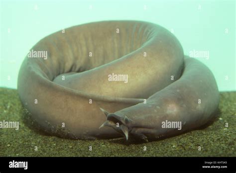 Hagfish Face