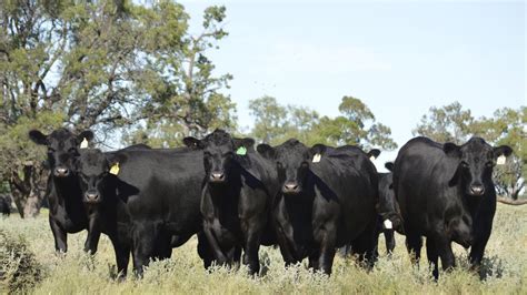 Sponsored Content Producing The Very Best Australian Angus Cattle