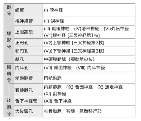 内頭蓋底の構成と通過する脳神経 徹底的解剖学（かずひろ先生 解剖学）