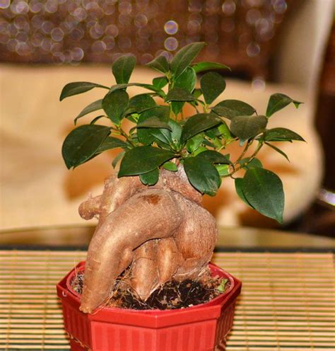 Фикус микрокарпа, фикус Ginseng, фикус-женьшень: фото, условия ...