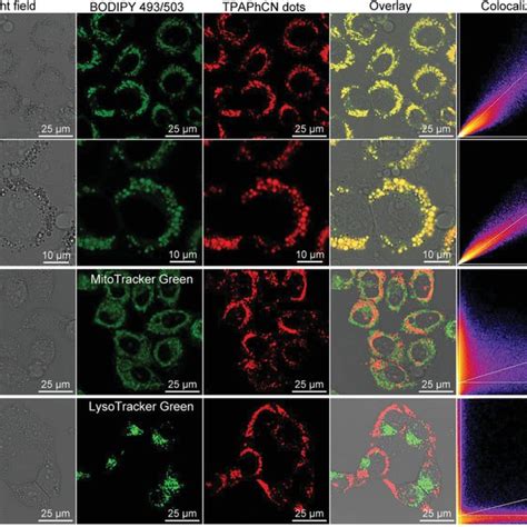 Intracellular LDs Imaging Ac Confocal Fluorescence Images Of HeLa