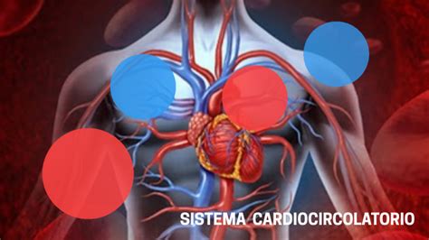 Sistema Cardiocircolatorio By Giulia Maltese On Prezi