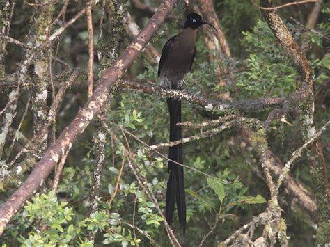 Brown Sicklebill Ebird