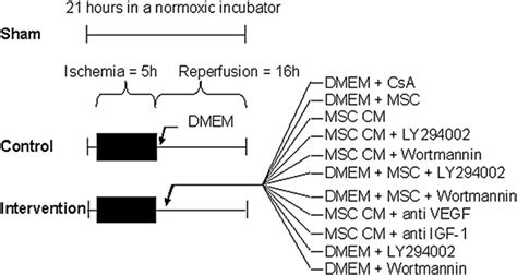 Experimental design of the in vitro study. The sham group had no ... 
