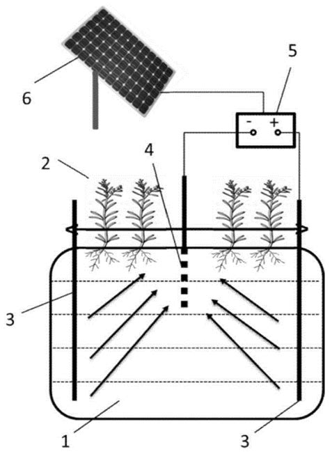硫素 二维电场 植物联合修复镉污染土壤的方法和结构与流程