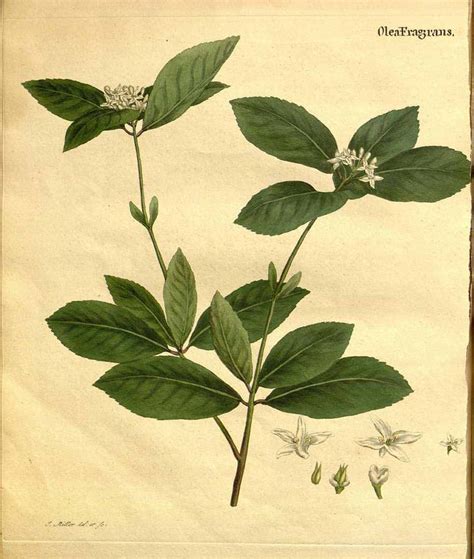 An Antique Botanical Print Of Green Leaves And Flowers With White