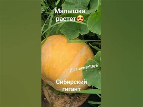 Тыква Сибирский гигант. Без химии и формировки. 10 августа 2023 г ...