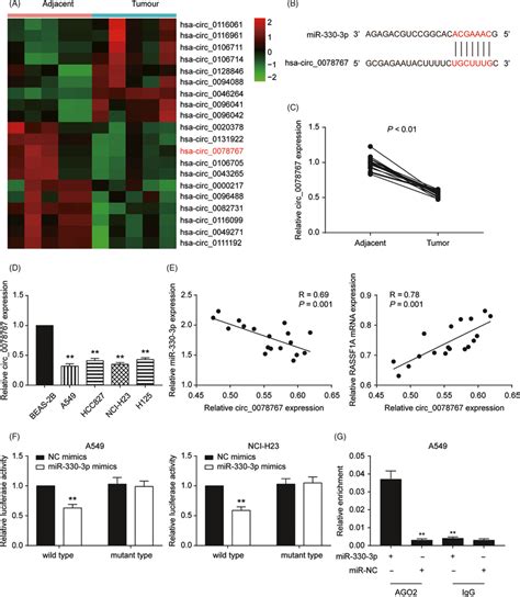 Circ 0078767 Directly Binds To MiR3303p And Suppresses MiR3303p