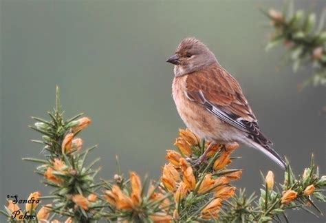 Linnet - bird photos by Sandra Palme