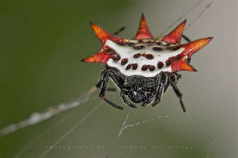 Crab Spiny Orb Weaver Spider Everglades National Park Flickr