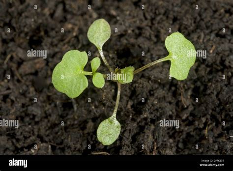 Hairy Bittercress Cardamine Hirsuta Seedling With Two Early True