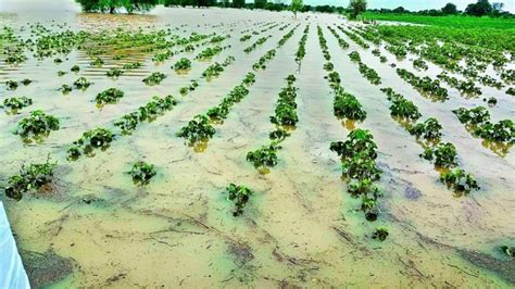 Maharashtra Unseasonal Rain Causes Widespread Crop Loss In Palghar Mumbai News Hindustan Times