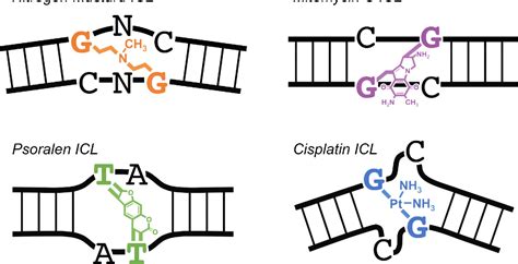 Figure 2 from The evolving role of DNA inter-strand crosslinks in ...