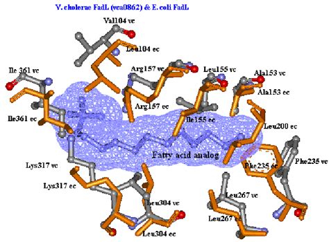 Effect Of Substitutions And Deletions Of Residues In Ligand Binding