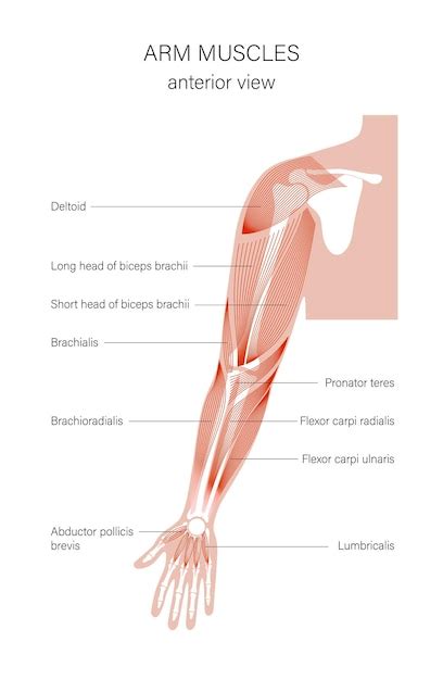 Upper Arm Muscles Diagram