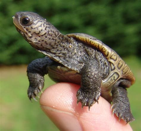 Baby Turtles Begin Hatching on SouthCoast « Turtle Journal