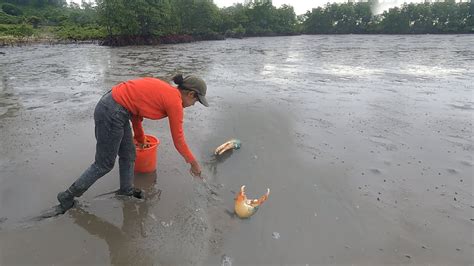 Raining Today Founding Giant Mud Crabs In Muddy After Sea Water Low