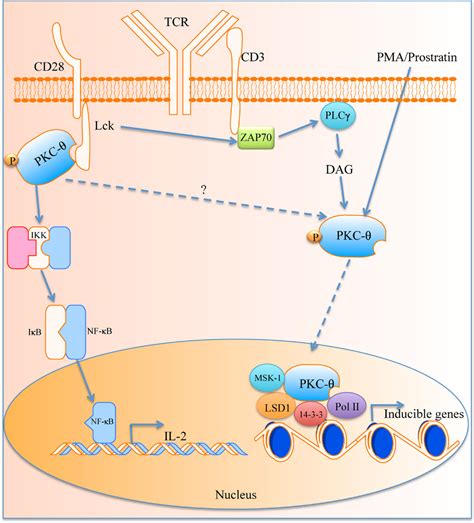 Frontiers The Role of PKC θ in CD4 T Cells and HIV Infection To the