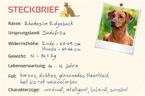 Rhodesian Ridgeback Steckbrief Charakter Wesen Haltung