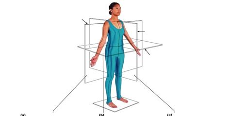 Body Planes/Sections Diagram | Quizlet