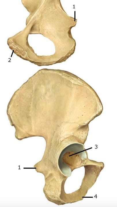 Ischium Structures Diagram Quizlet