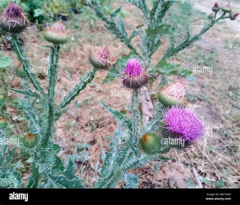 Tatarnik Fotos und Bildmaterial in hoher Auflösung Alamy