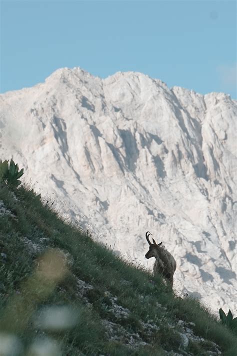 Photograph of an Ibex with Long Horns · Free Stock Photo