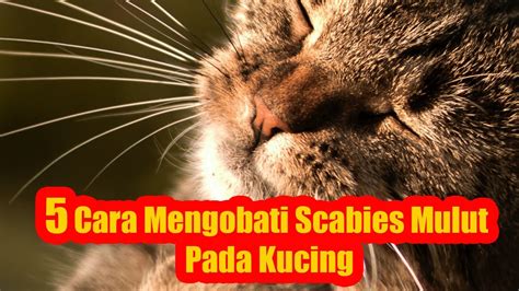 BAGAIMANA Cara Mengobati Scabies Mulut Kucing YouTube