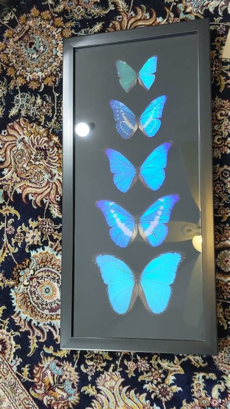 Rare Blue Morpho Butterfly Deluxe Collection On Black Velour X