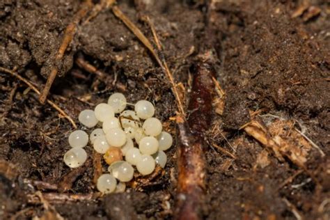 Identifying Yellow Insect Eggs In Soil SOLVED