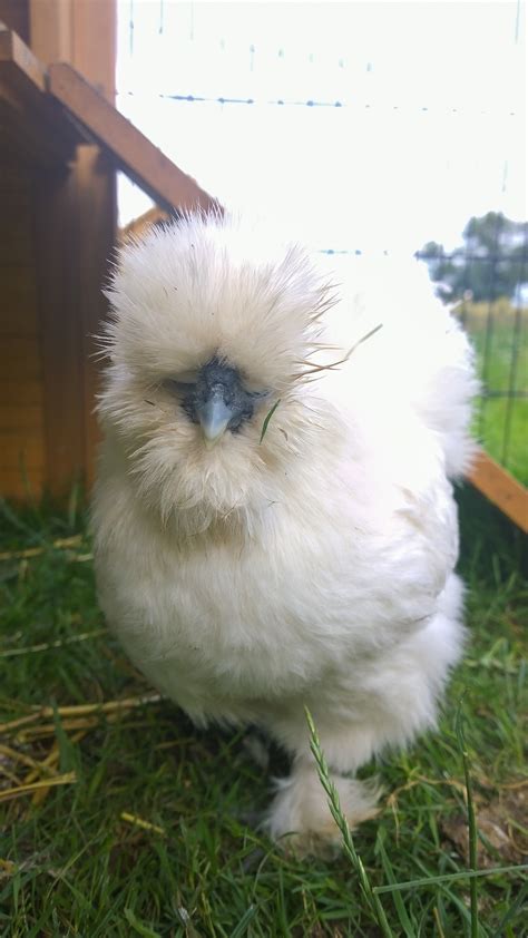 Silkie For Sale Chickens Breed Information Omlet