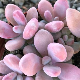 Pachyphytum Pink, Пахифитум, лунный камень, суккулент, род толстянковых