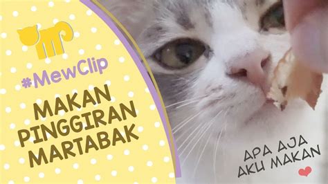 Kucing Makan Martabak Makan Segala MewPawmily Keluarga Kucing Lucu