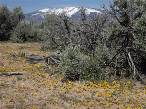 Mass Bloom Of Carson Valley Monkeyflower Erythranthe Cars Flickr