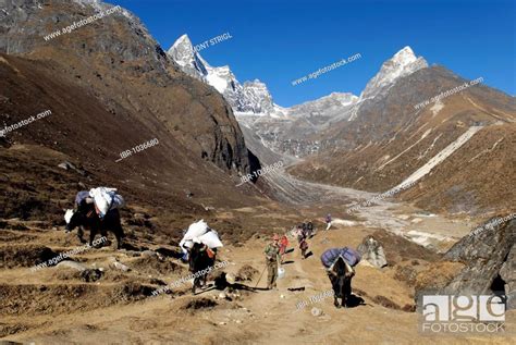 Yak Caravan Above The Sherpa Village Of Machhermo 4410m Sagarmatha