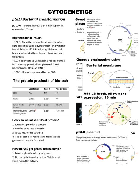 Cyto Bacterial Transformation Cytogenetics Pglo Bacterial