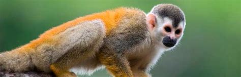 Squirrel Monkey