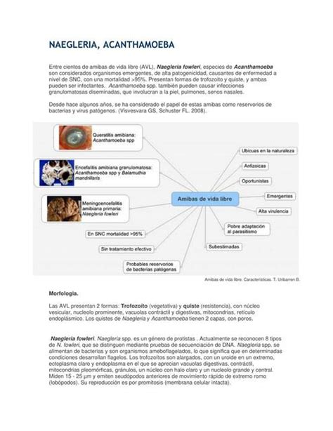 NAEGLERIA Y Acanthamoeba Alumnos Gervasio UDocz