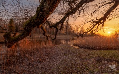 Konary drzewa nad rzeką w promieniach słońca