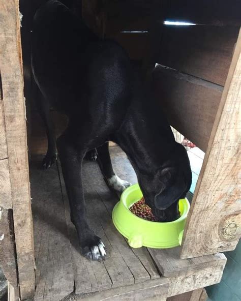 Perritos En Refugio No Tienen Qu Comer