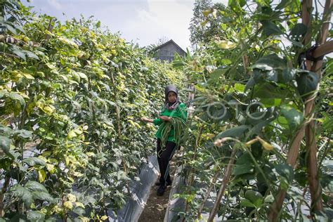 PEMANFAATAN LAHAN DESA TIDAK PRODUKTIF UNTUK PERTANIAN ANTARA Foto