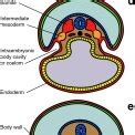 Transverse sections showing schema for development of mesodermal germ ...