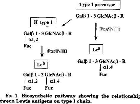 Figure From Molecular Genetic Analysis Of The Human Lewis Histo Blood