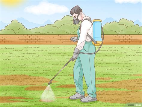How to Get Rid of Grubs: Natural & Chemical Lawn Treatments