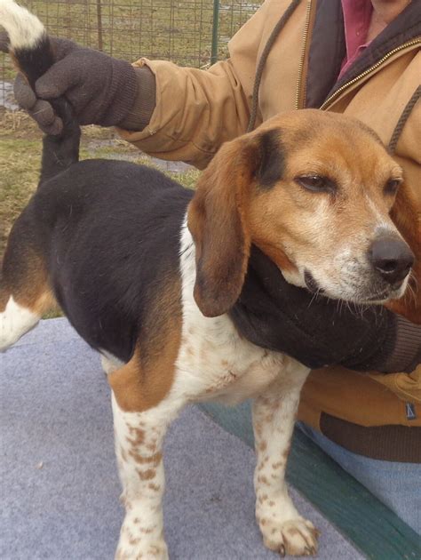 Johnston's Beagle Farm – AKC Registered Beagles