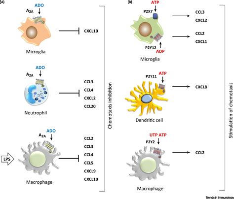 Purinergic Signaling During Immune Cell Trafficking Trends In Immunology